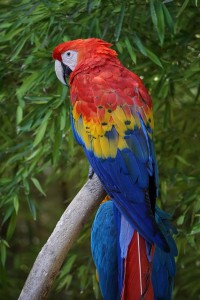 parrots-3658573_640